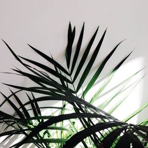 Meet your Posher, Lindsay